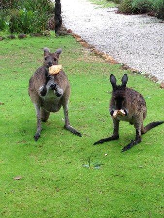 Llewellin'S Guest House Margaret River Esterno foto