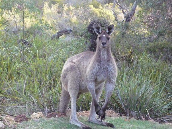 Llewellin'S Guest House Margaret River Esterno foto